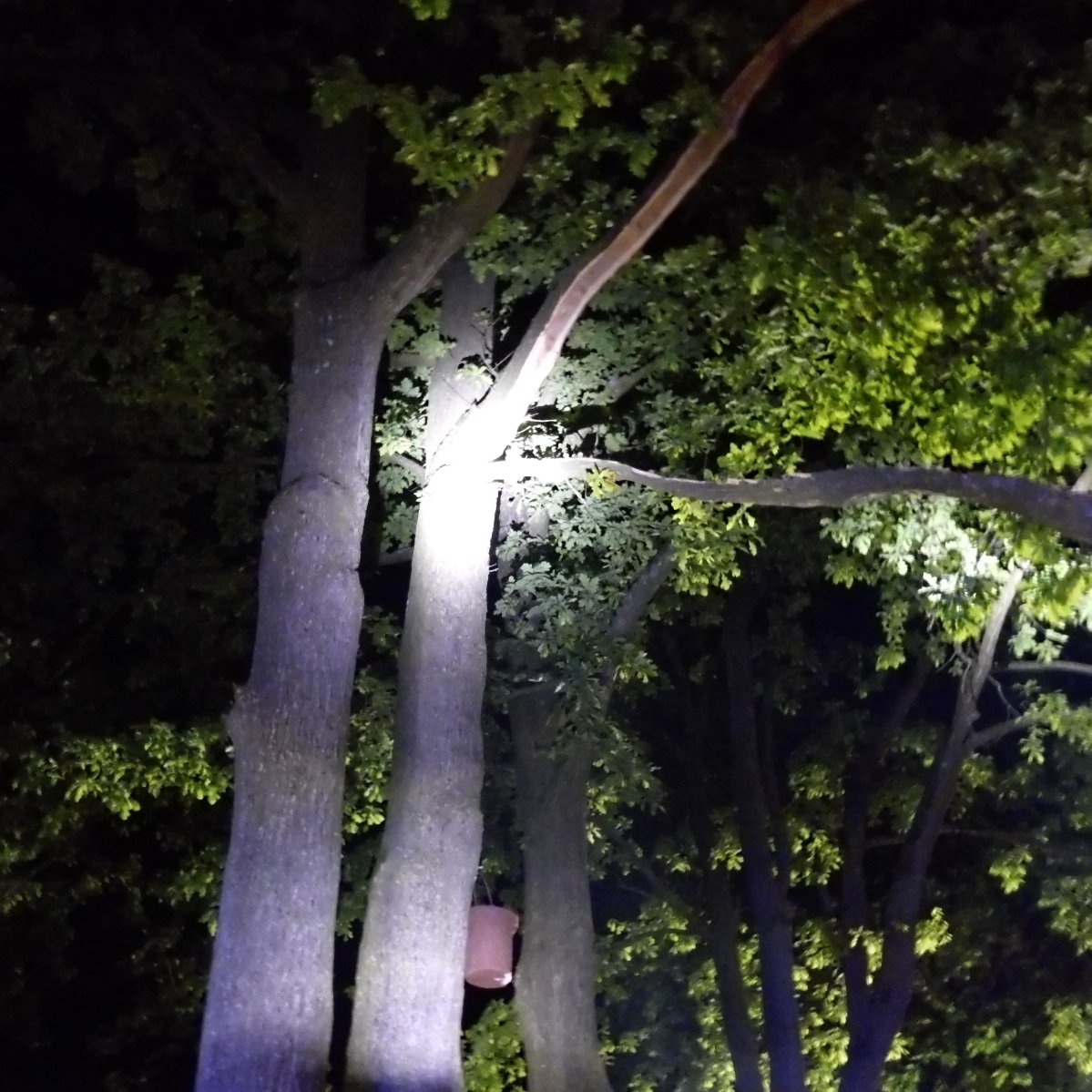 118 Baum_Straße, Brookweg Feuerwehr Emsdetten